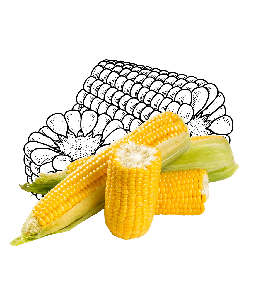 Sweet Corn