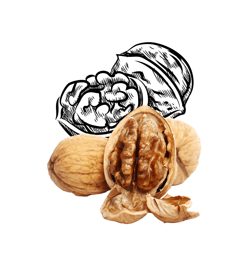 Walnut